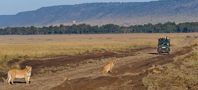 060 Kenia, Masai Mara, leeuwen, marsh pride.jpg
